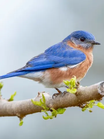A male bluebird sitting on a tree branch that is just starting to bud.