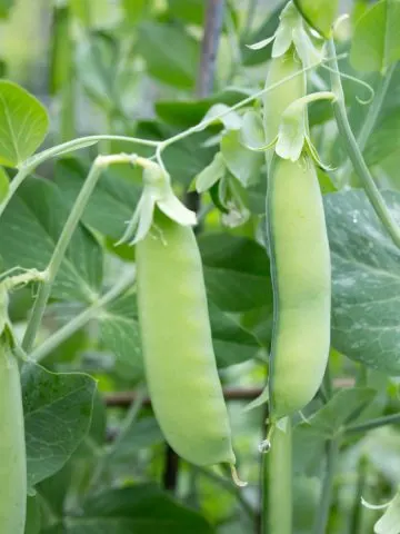 Sugar snap peas ripening on a plant; one full plump and ready for harvesting.
