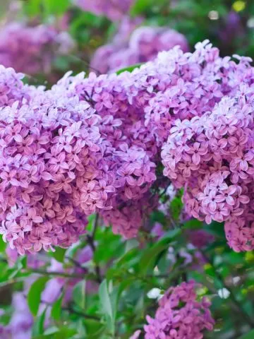 how to fertilize lilacs