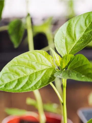 pepper transplants