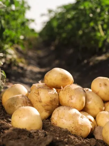 A pile of potatoes in front of mature plants