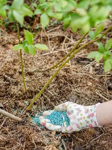 best way to fertilize blueberry bushes