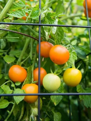 best way to support tomatoes