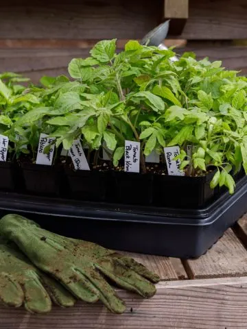 how to harden off tomato plants