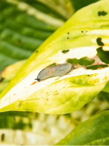 hosta damage from insects