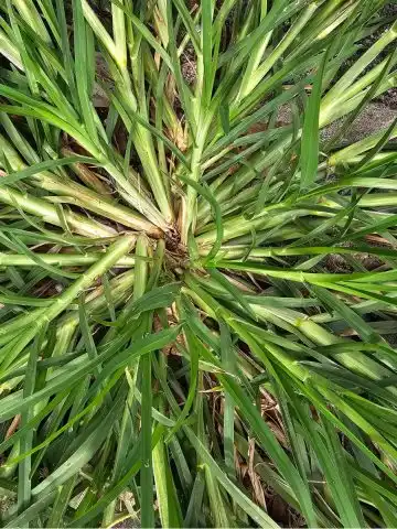 kill crabgrass