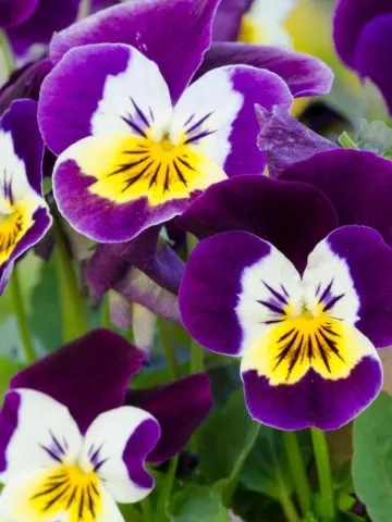 keep pansies blooming