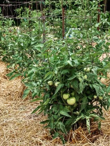 Tomato plants with straw mulch