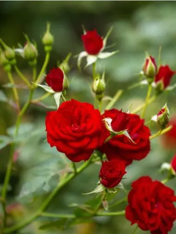 fertilize rose bushes