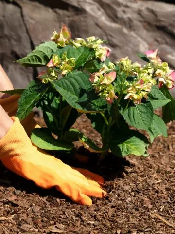 how to stop weeds in flowerbeds