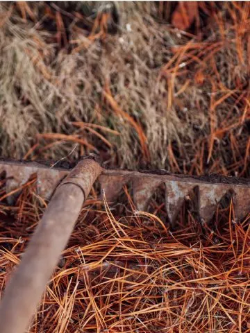 how to best use pine needles