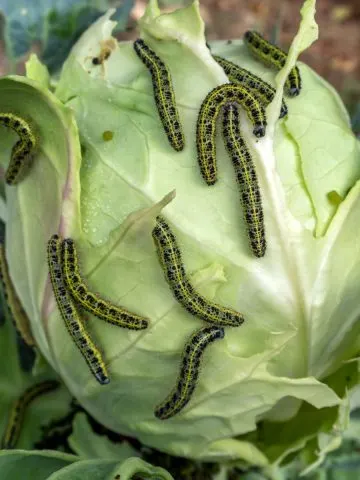 Cabbage worms consuming plants