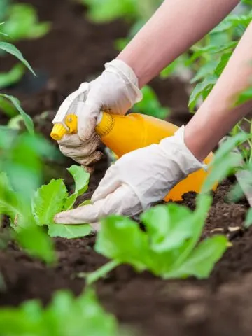 Using hot pepper spray on vegetables