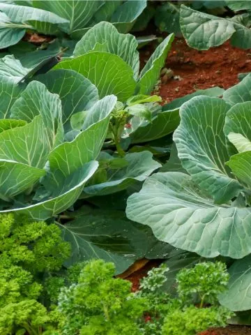 cabbage and carrots growing together - plants to never grow near tomatoes