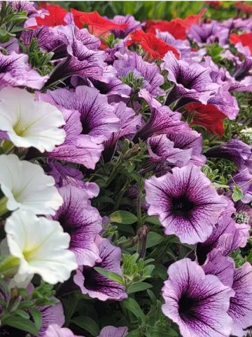 how to fertilize petunias