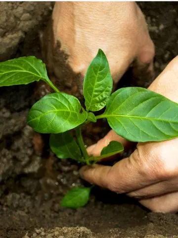 how to plant peppers