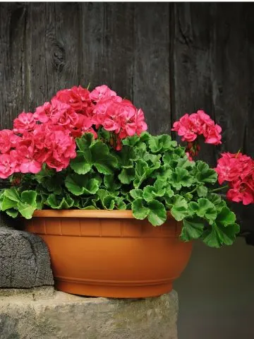 way to fertilize geranium