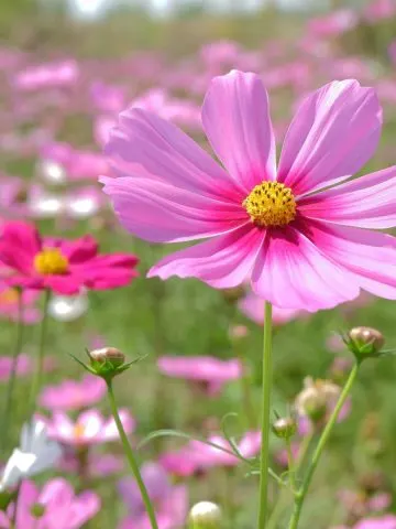 Blooming Cosmos Flowers in pink shades