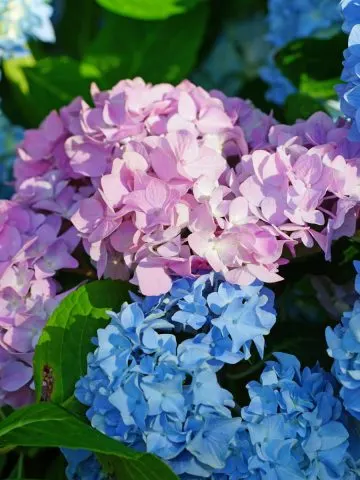 Change color of hydrangeas using fertilizers