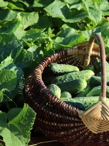 fertilize cucumbers in the summer