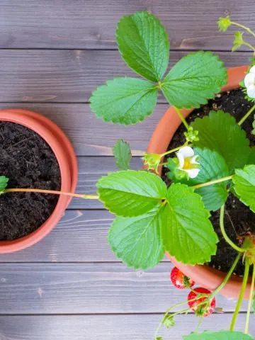 Strawberry runner and mature plant