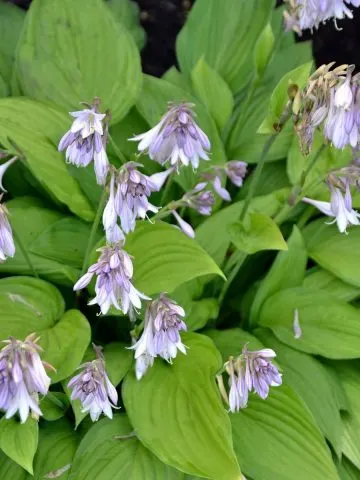 Blooming hosta plant