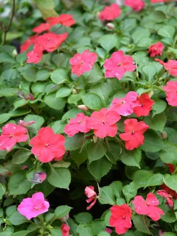 Blooming Impatiens that require feritlizers