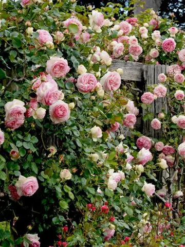 fertilize climbing roses