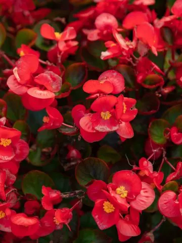 how to keep begonias blooming big