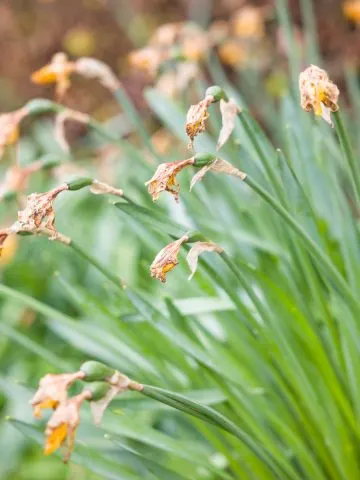 what to do with daffodils after they bloom