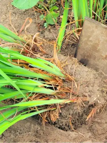 divide perennials in the spring