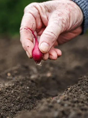 growing red onions