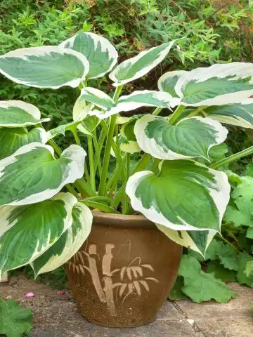 create containers with perennials