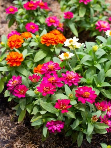 plant zinnias in a vegetable garden