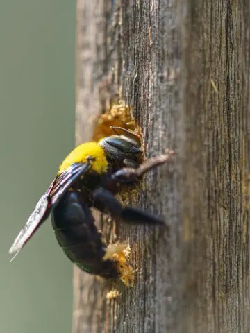 controlling carpenter bees