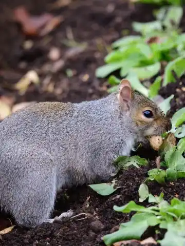 keep squirrels and chipmunks out
