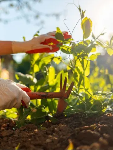 keep weeds out of your garden