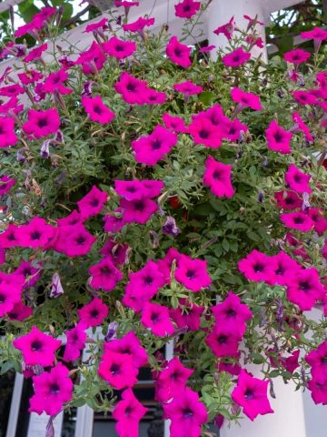 petunia baskets blooming