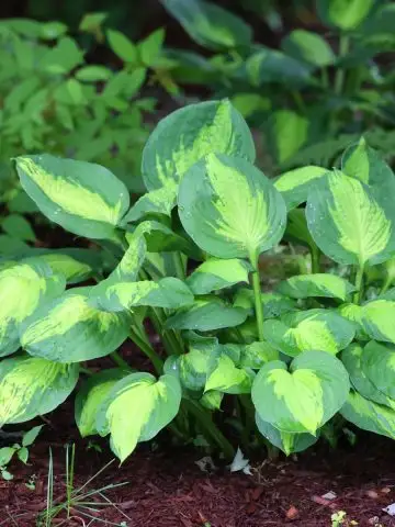spring hosta care
