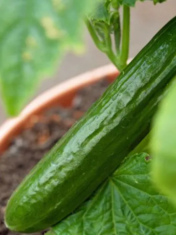 growing cucumbers in containers