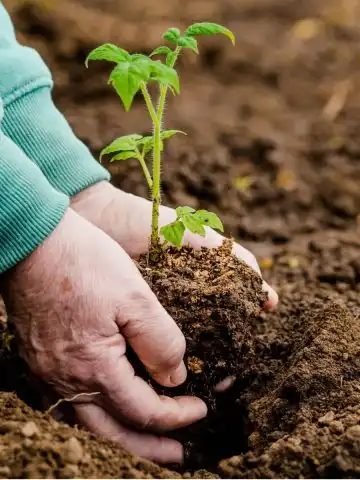 one big tomato planting mistake