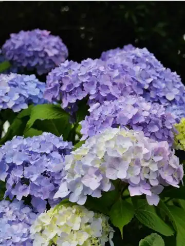 hydrangeas in the spring