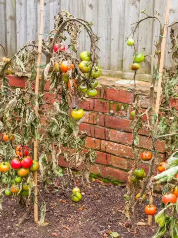 prevent tomato blight
