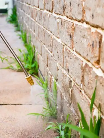 spraying vinegar to stop weeds