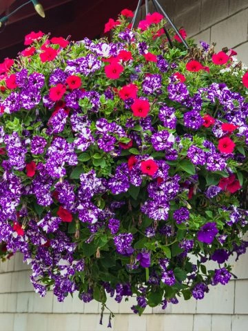 best fertilizer for hanging baskets