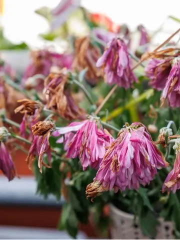 help struggling hanging baskets
