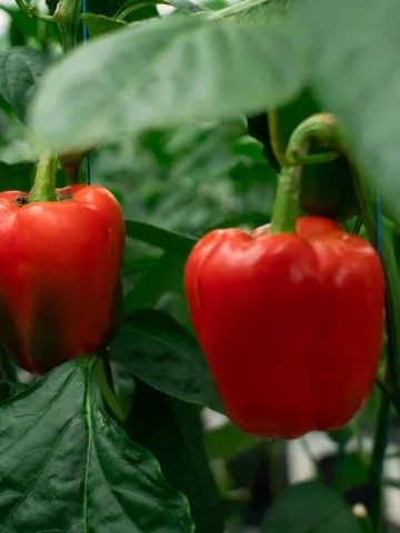 jumpstart pepper plants