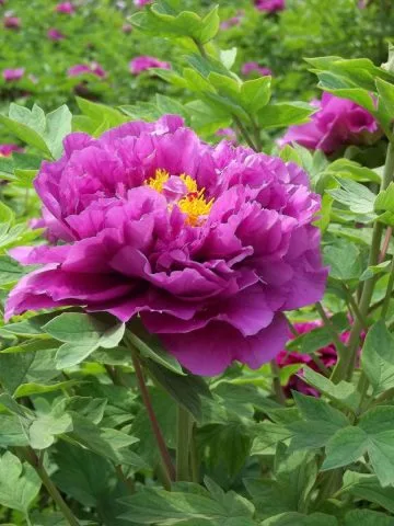 peonies after they bloom