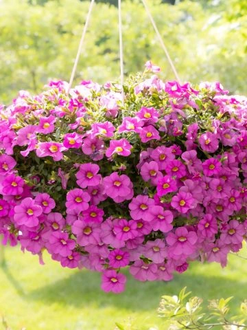 fertilize hanging baskets in summer