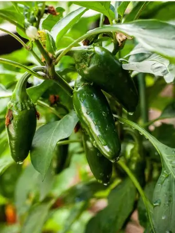 fertilize peppers in the summer